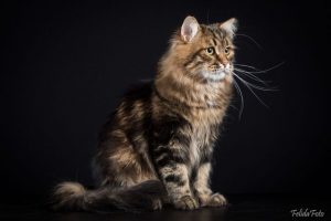 summer_flames_lumos_4